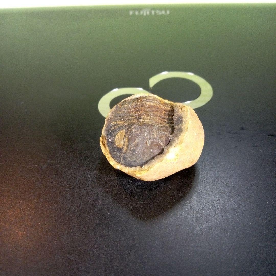 三葉虫　化石　ボリビア産　南アメリカ　trilobite　南米産fossil⑥