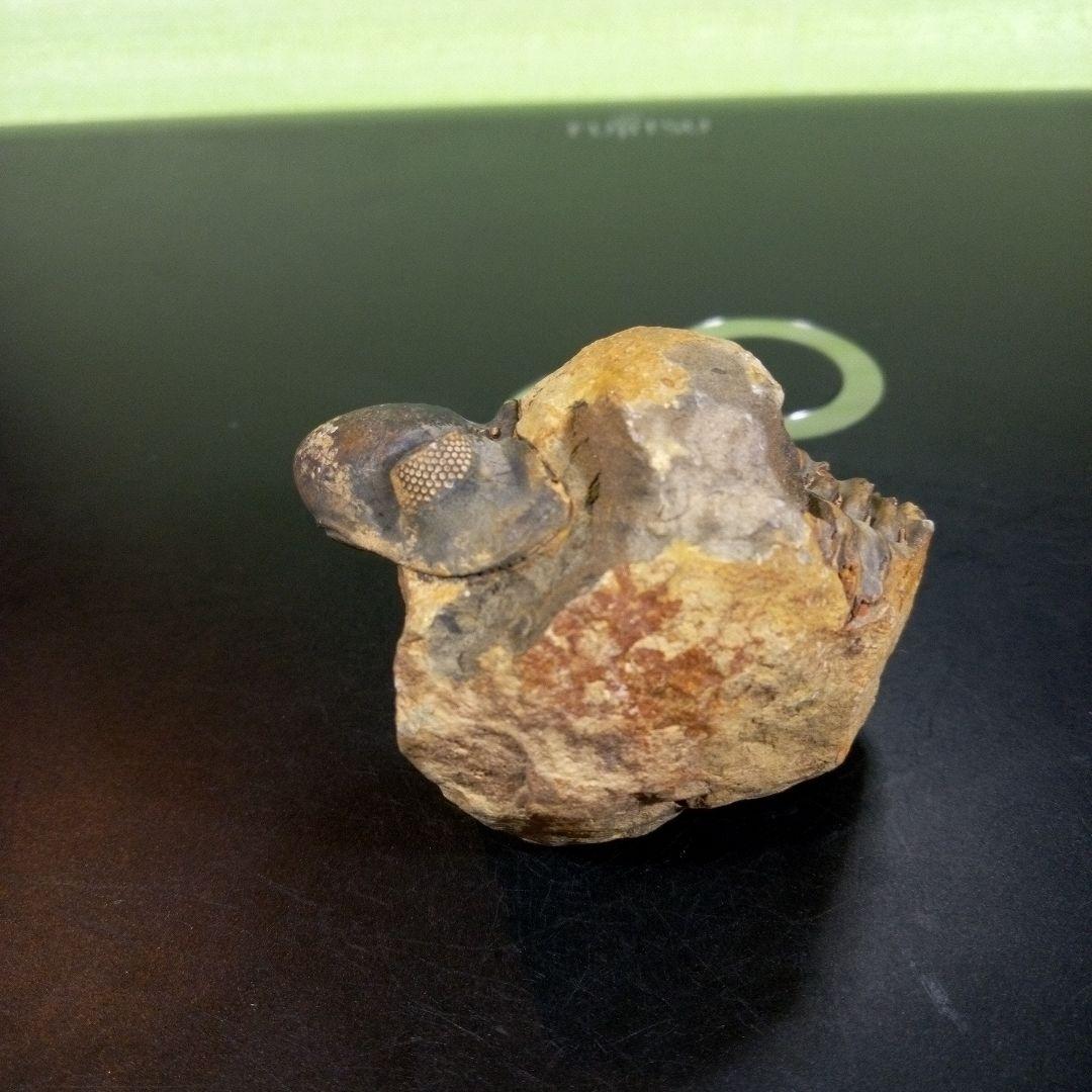 三葉虫　化石　fossil　ボリビア　trilobite　海生動物　三葉虫識別①