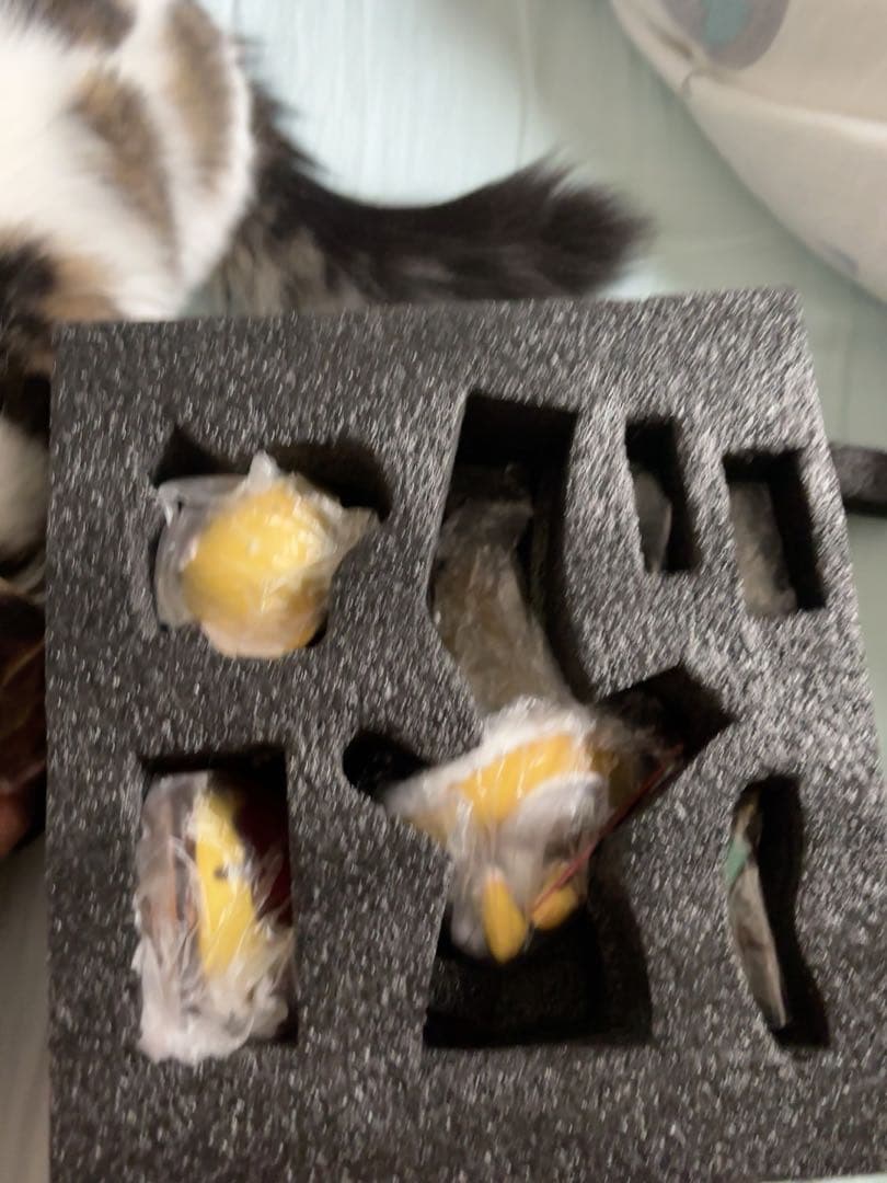 カードキャプターさくら CHIKARA 大道寺知世 木之本桜 フィギュア