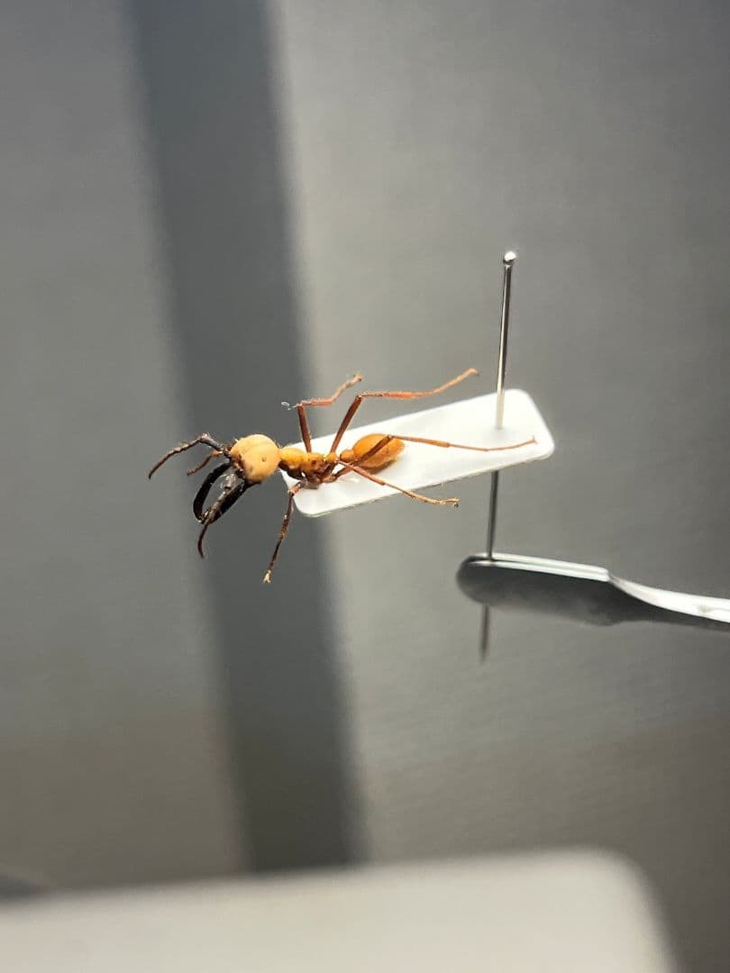 【14mm】グンタイアリ 標本 パラポネラ ソルジャーアントEciton sp.
