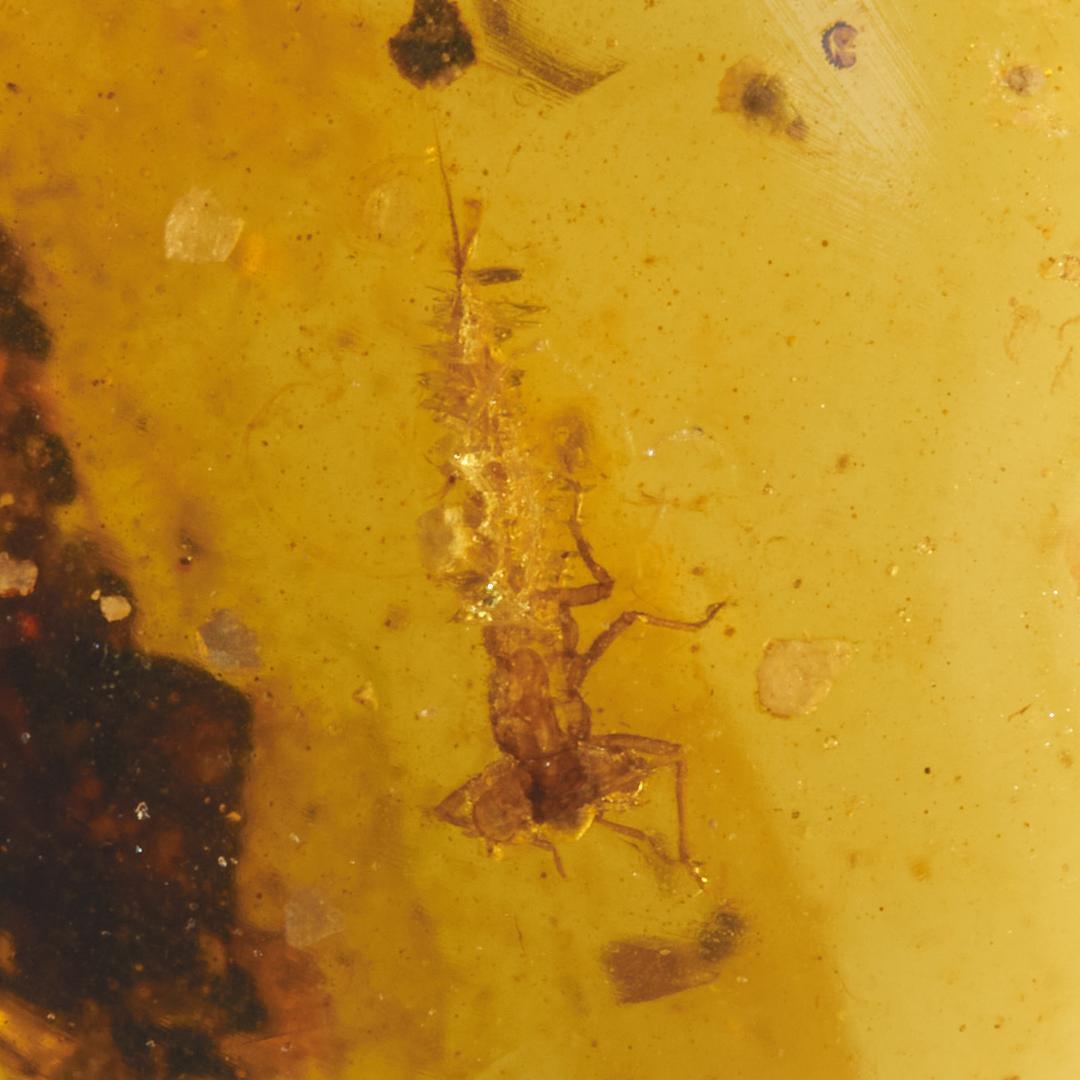 レア極上品 PA127 白亜紀のイトトンボ（豆娘）の幼虫Naiad/Larva）