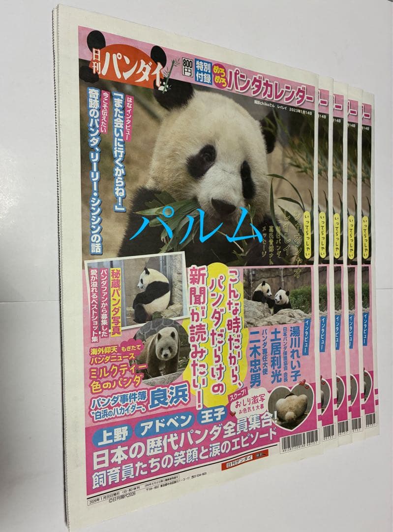 【折らずに梱包】日刊 パンダイ【5部】店頭Pop【1枚】ゲンダイ 新聞