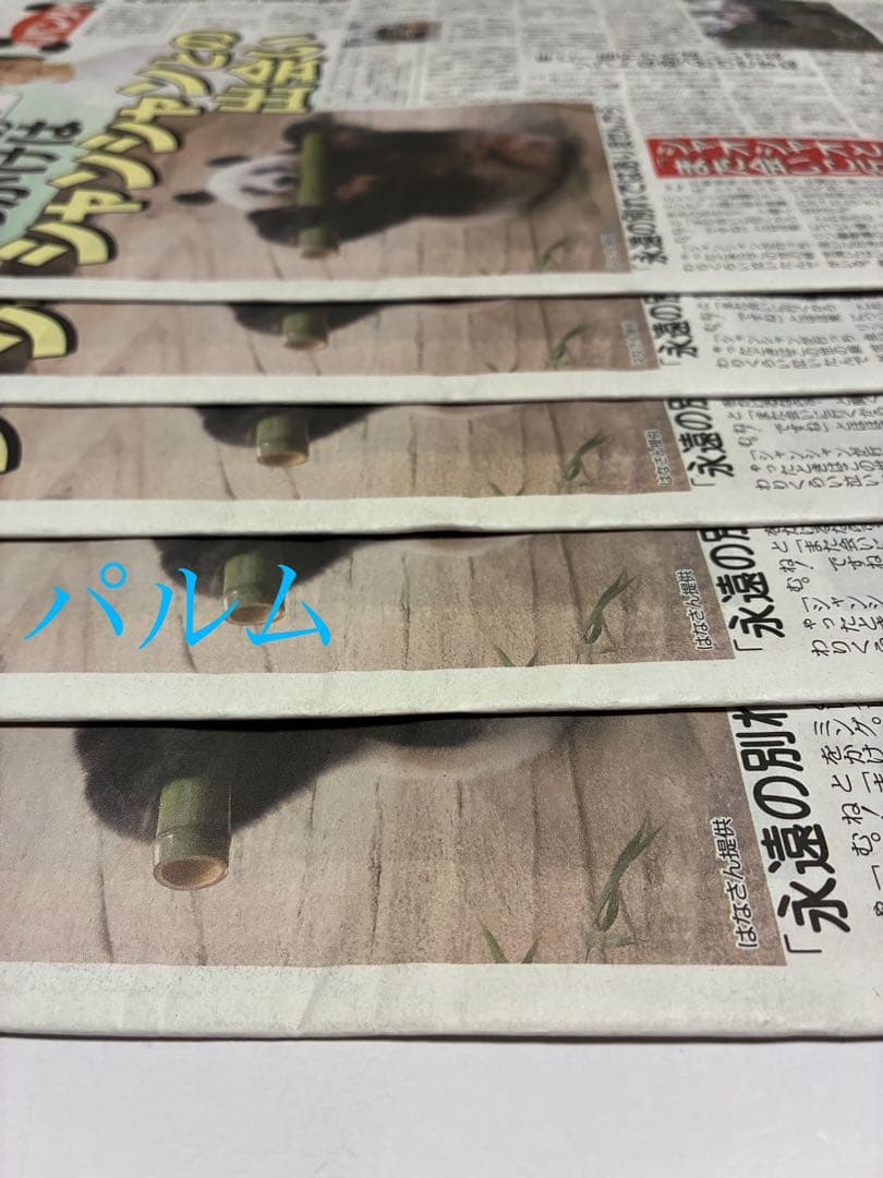 【折らずに梱包】日刊 パンダイ【5部】店頭Pop【1枚】ゲンダイ 新聞