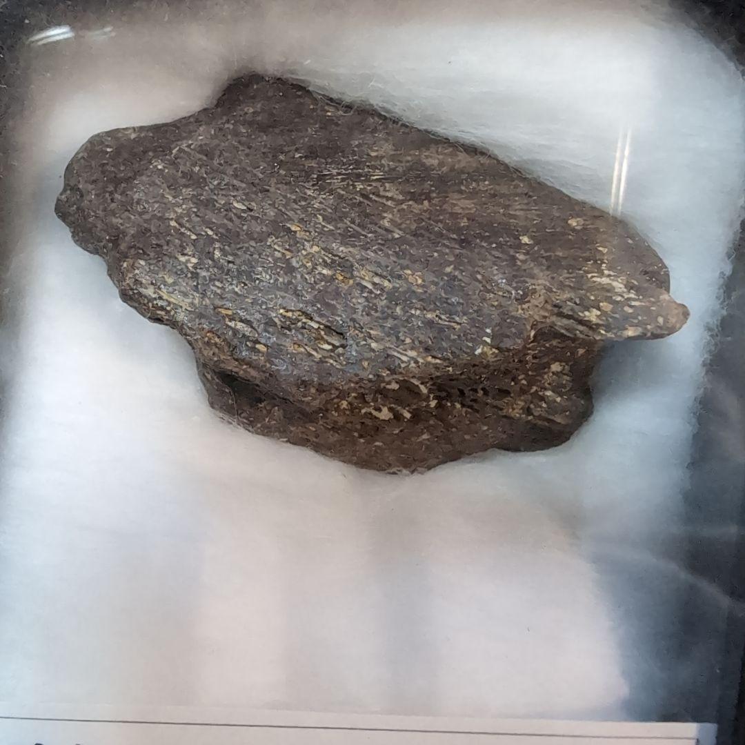 本物　トリケラトプス　角化石　ラベルケース付き