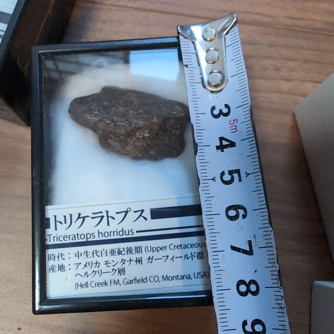 本物　トリケラトプス　角化石　ラベルケース付き