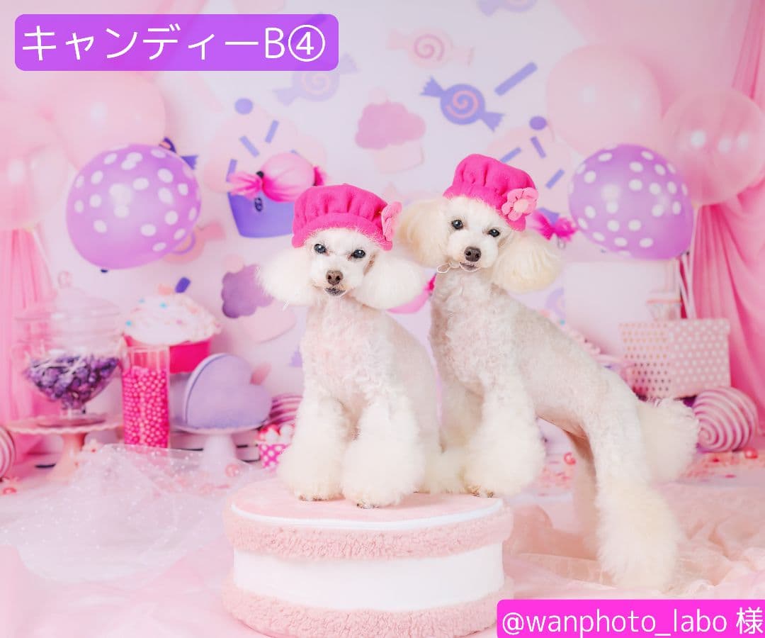 背景布【お正月F】サンプル　年賀状、ペット、子供撮影用　梅　和柄　門松　しめ縄