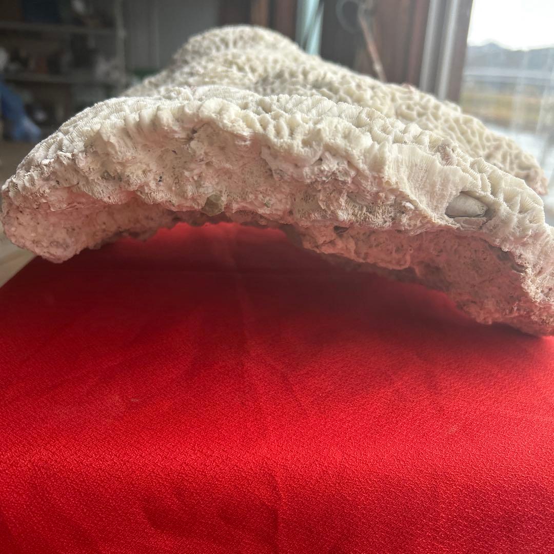 特大 飾り 珊瑚 サンゴ礁 置物 白 海水魚 水槽 レイアウト45cm