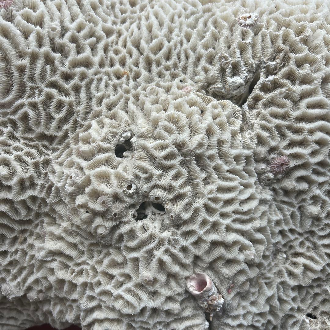 特大 飾り 珊瑚 サンゴ礁 置物 白 海水魚 水槽 レイアウト45cm