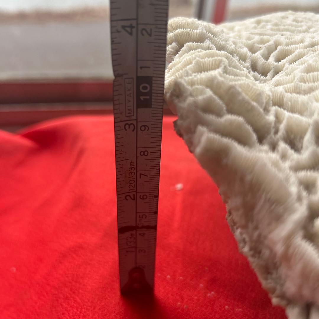 特大 飾り 珊瑚 サンゴ礁 置物 白 海水魚 水槽 レイアウト45cm