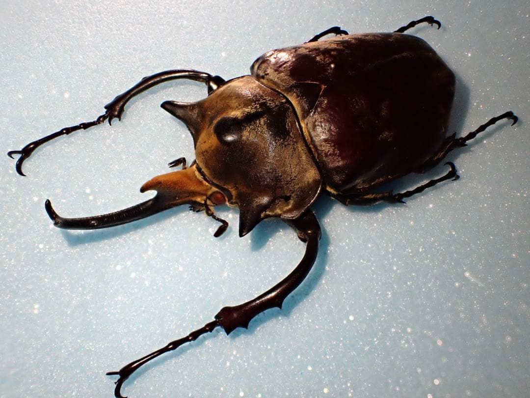 【標本】イイジマゾウカブト　ベネズエラ産　野外品 119.2ミリ