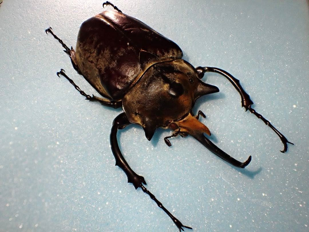 【標本】イイジマゾウカブト　ベネズエラ産　野外品 119.2ミリ