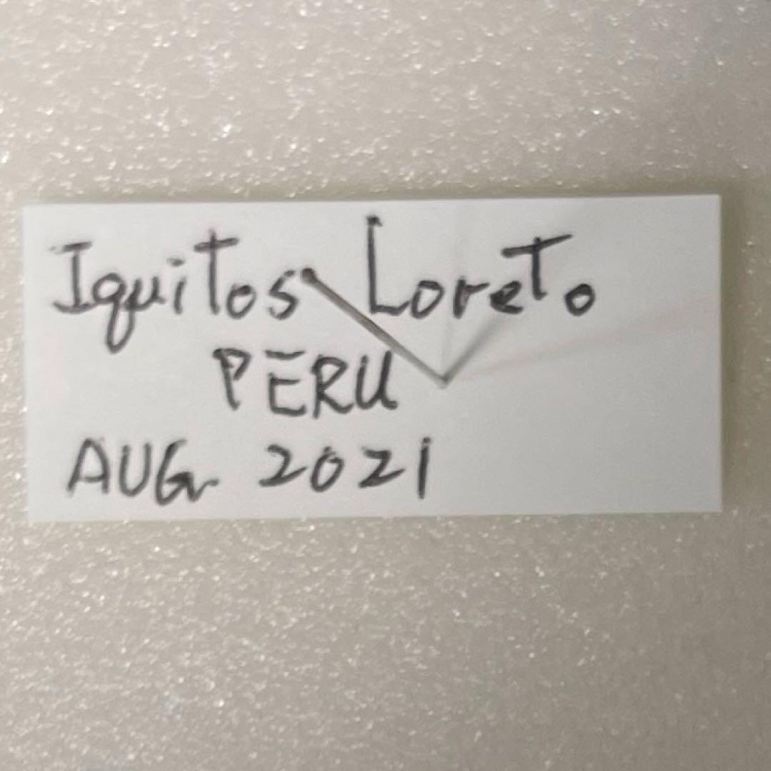 アグリアス標本　Agrias