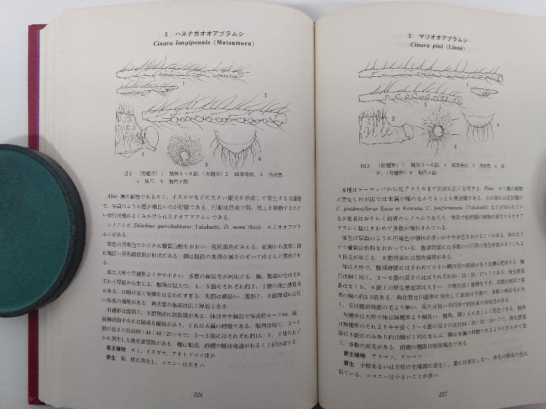 『日本原色アブラムシ図鑑』アブラムシ 希少本 稀覯本 森津孫四郎 著