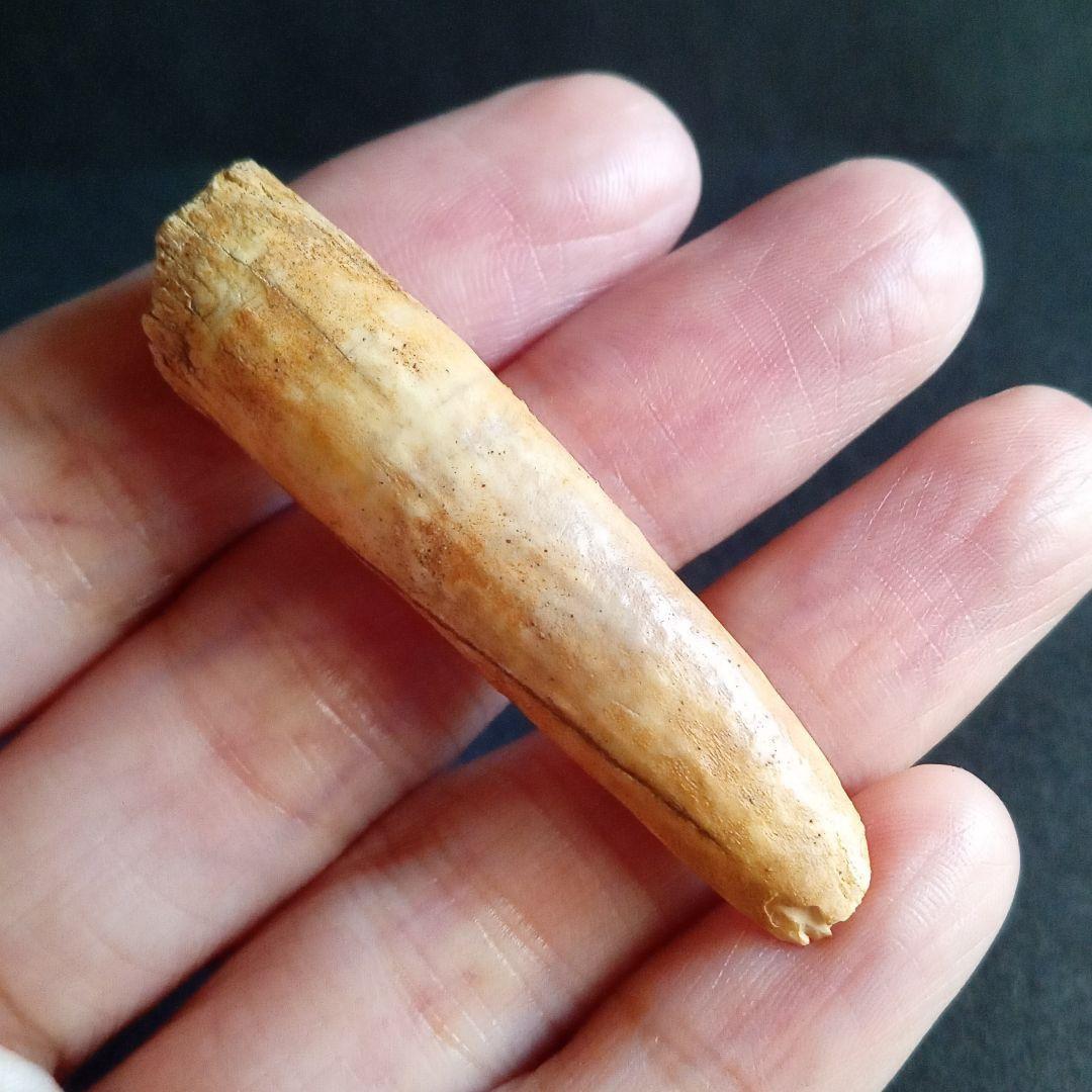 ジュラ紀 (前期〜中期)　大型草食恐竜　アフリカ大陸　竜脚類　特大歯化石