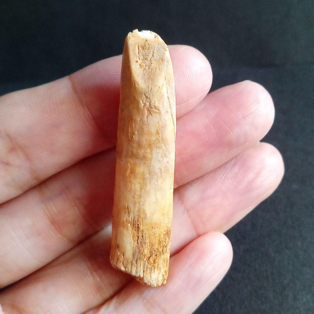 ジュラ紀 (前期〜中期)　大型草食恐竜　アフリカ大陸　竜脚類　特大歯化石