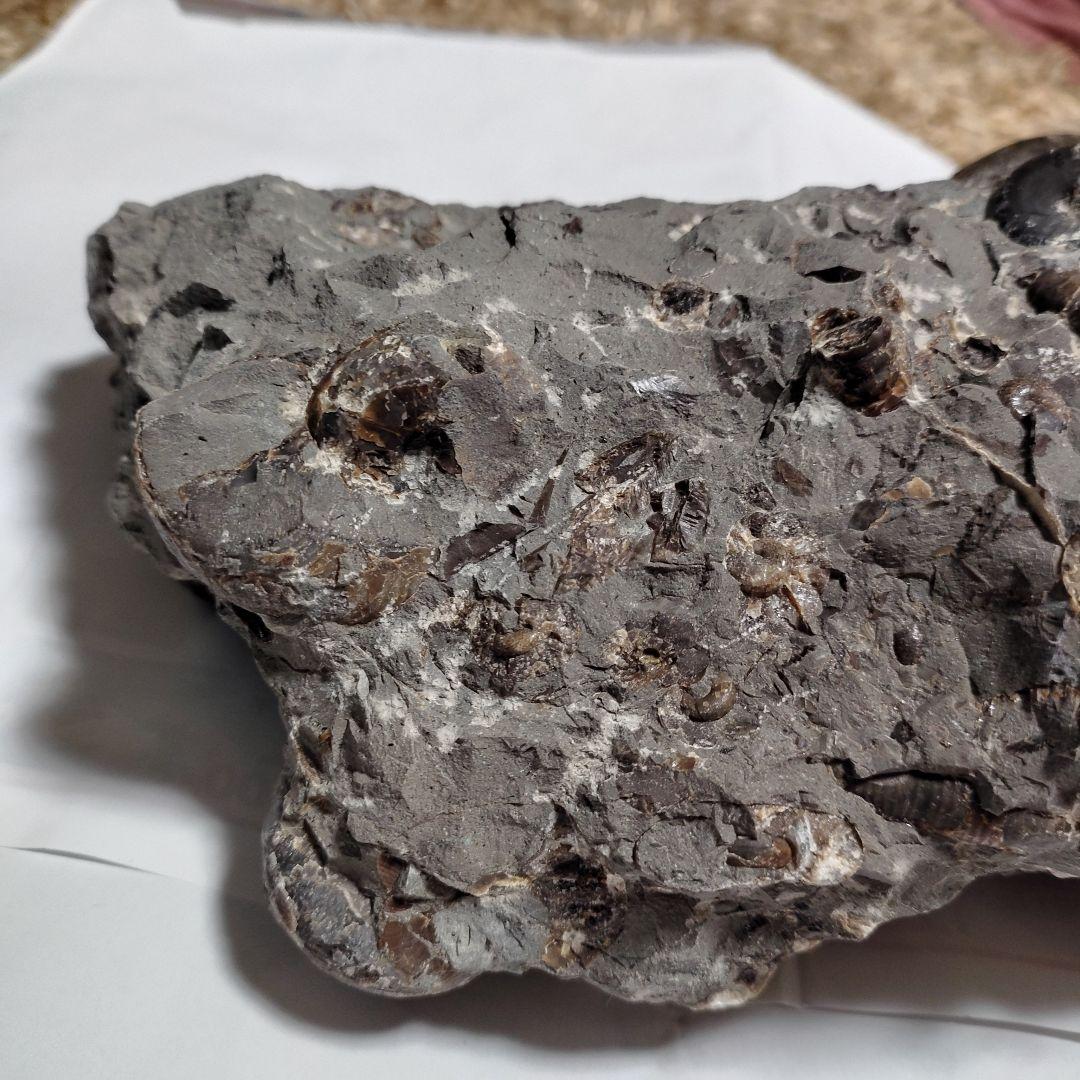 アンモナイト化石