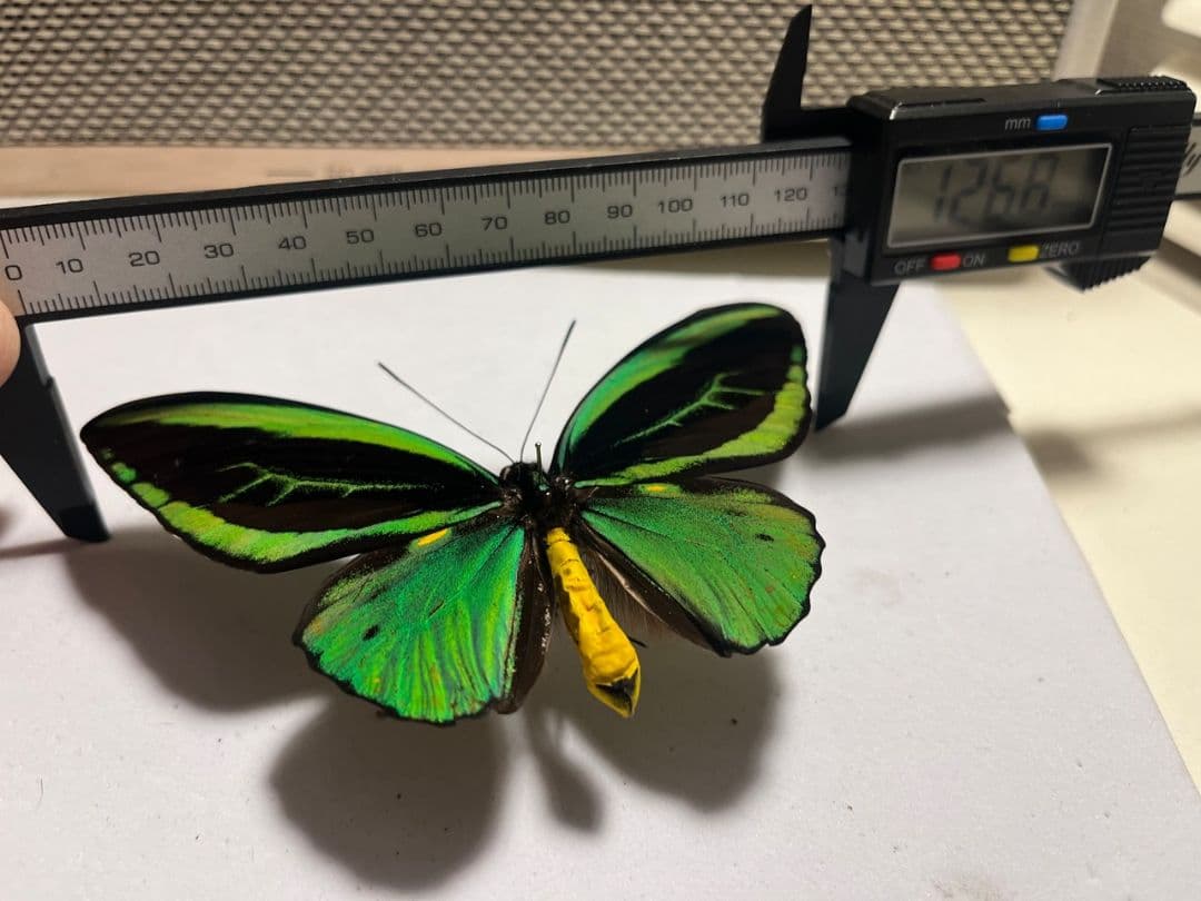 ミドリメガネトリバネアゲハ 展翅標本 外国産蝶標本 標本 蝶 採集品 アカエリ
