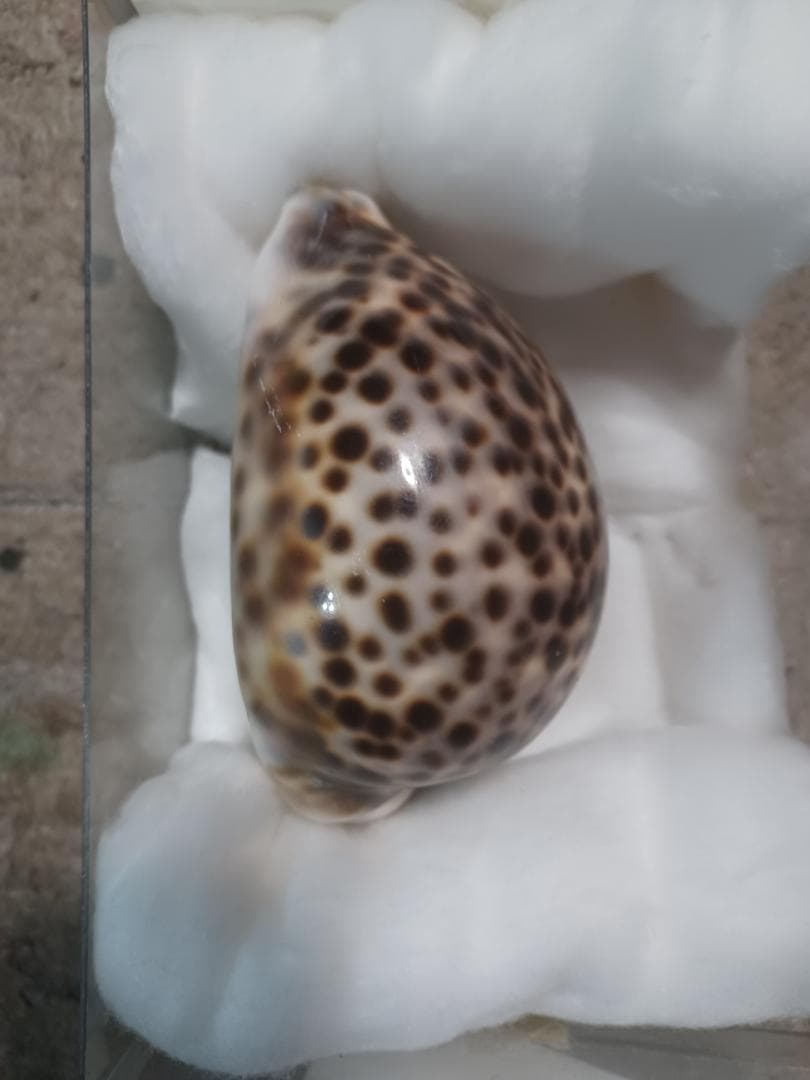 へっぽこ、ハワイホシダカラ