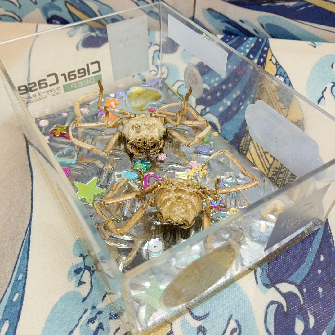 稀少平家怨霊讃岐國屋島檀ノ浦長門國下関壇之浦源平合戦凹凸立体平家蟹鬼面蟹標本飾り