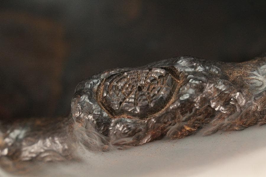 中国美術 紫檀 刻 枝果実 蝸牛 手付 器 39cm 希少(K-A237)