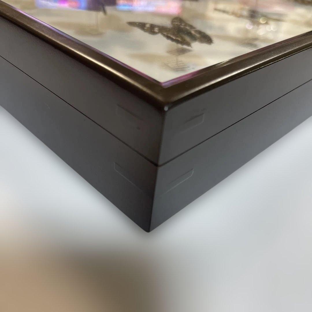 蝶標本、16匹 UV防止膜ドイツ箱