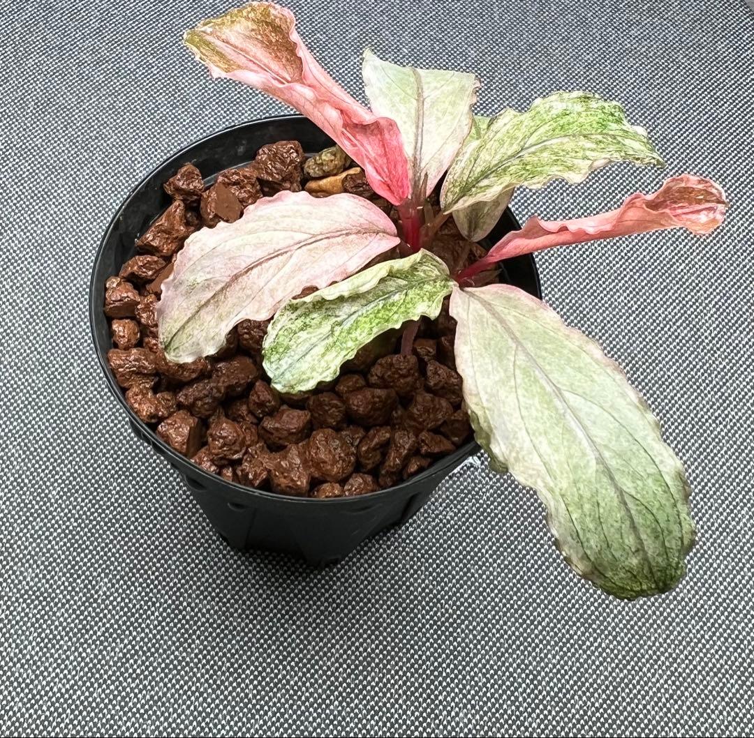 ブセファランドラ sp. ピンクバリエガータ 2芽