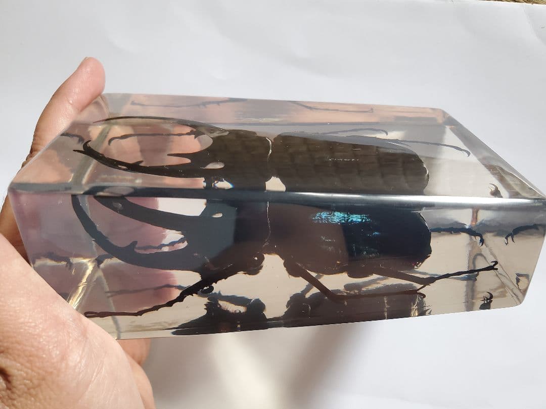 コーカサスオオカブト　ウェイト