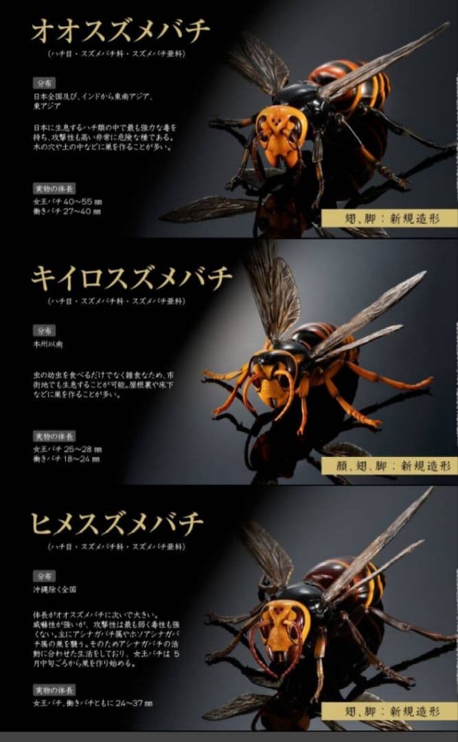 いきもの大図鑑 アドバンス スズメバチ　 全3種セット オオスズメバチ