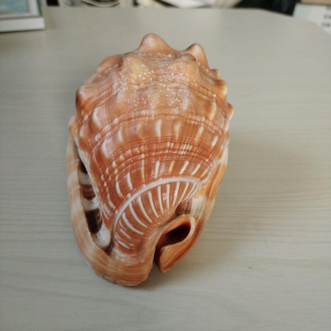 マンボウガイ標本用 タンザニア