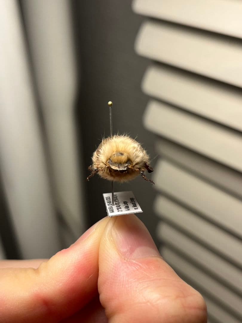 【21mm】ライオンコガネコガネムシハナムグリコブハムシプラチナコガネフンチュウ