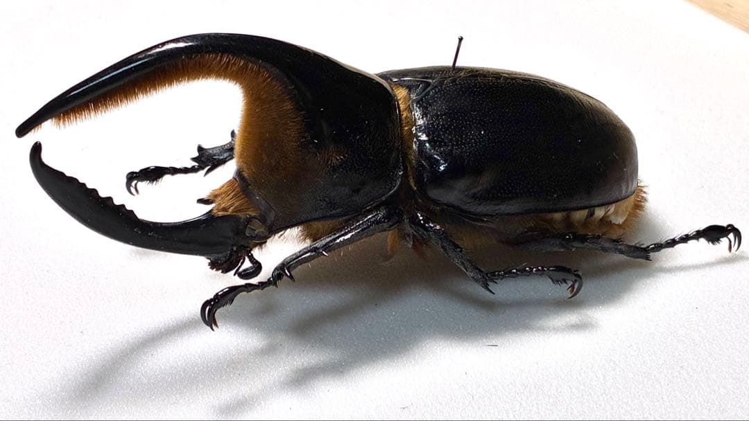 昆虫標本　大型サタンオオカブト103mm 飼育個体