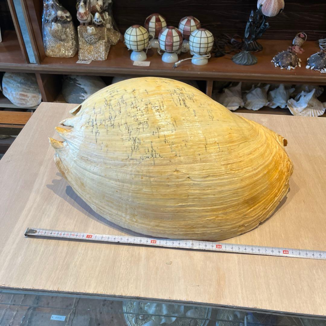 は*ん様 激レア　巨大　オーストラリア産　イナズマツノヤシ