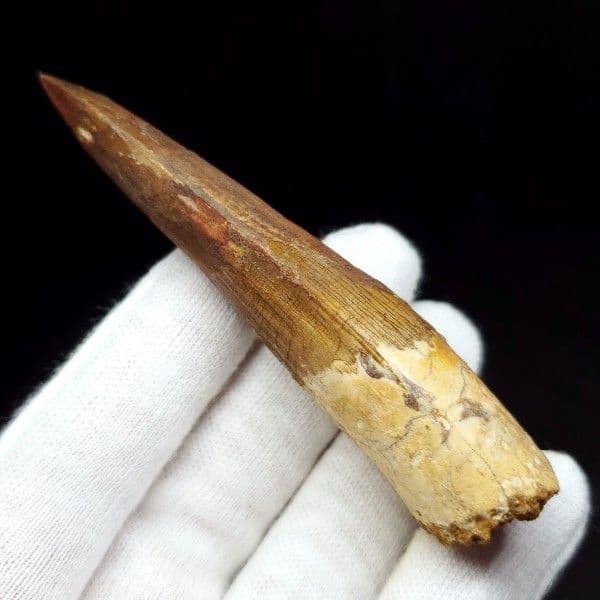 極上 スピノサウルス 本物 モロッコ産 80.75mm ケース付き  sp247