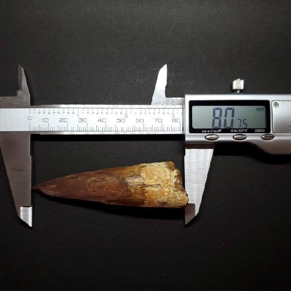 極上 スピノサウルス 本物 モロッコ産 80.75mm ケース付き  sp247