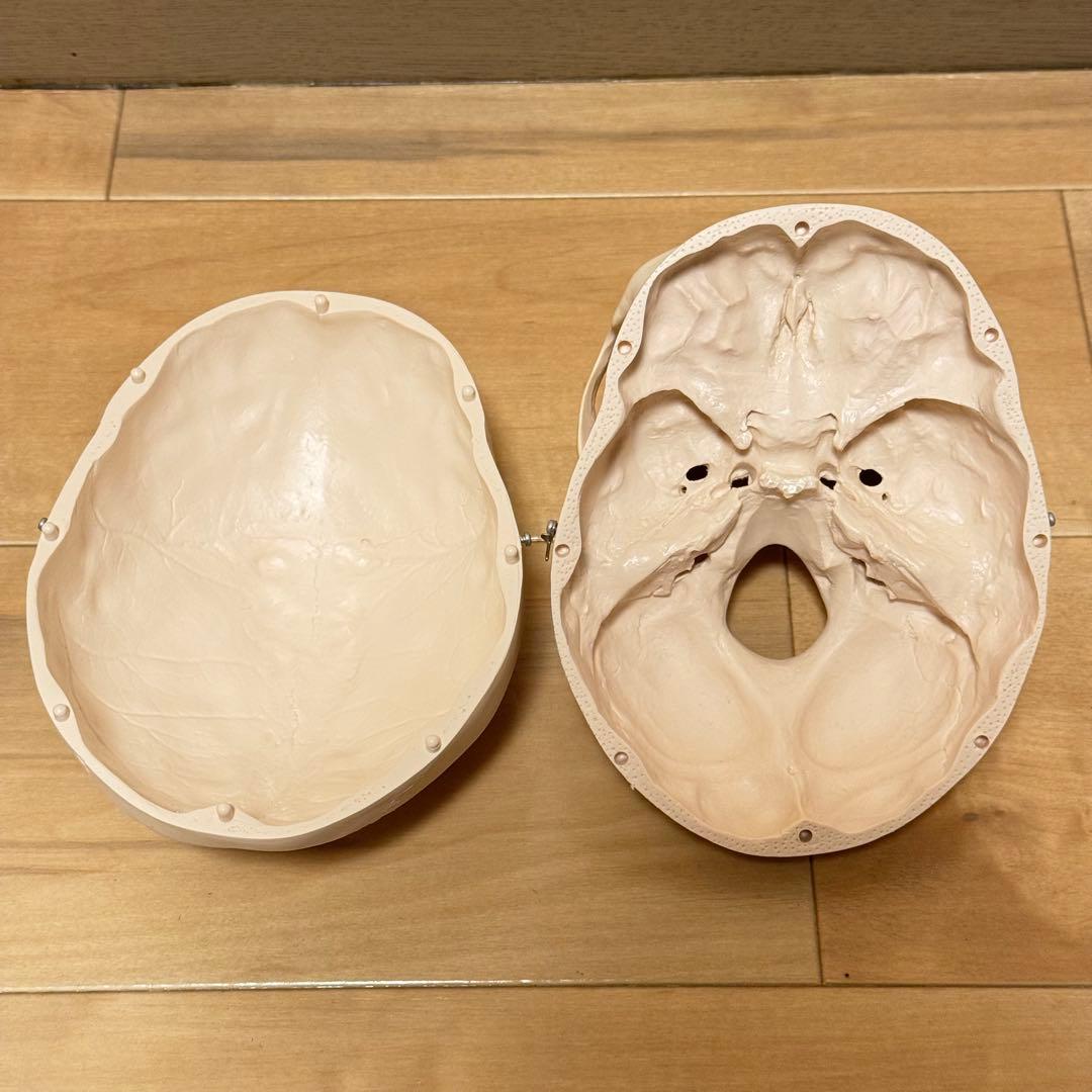 3B Scientific GmbH 頭蓋骨 模型 医学 骨標本