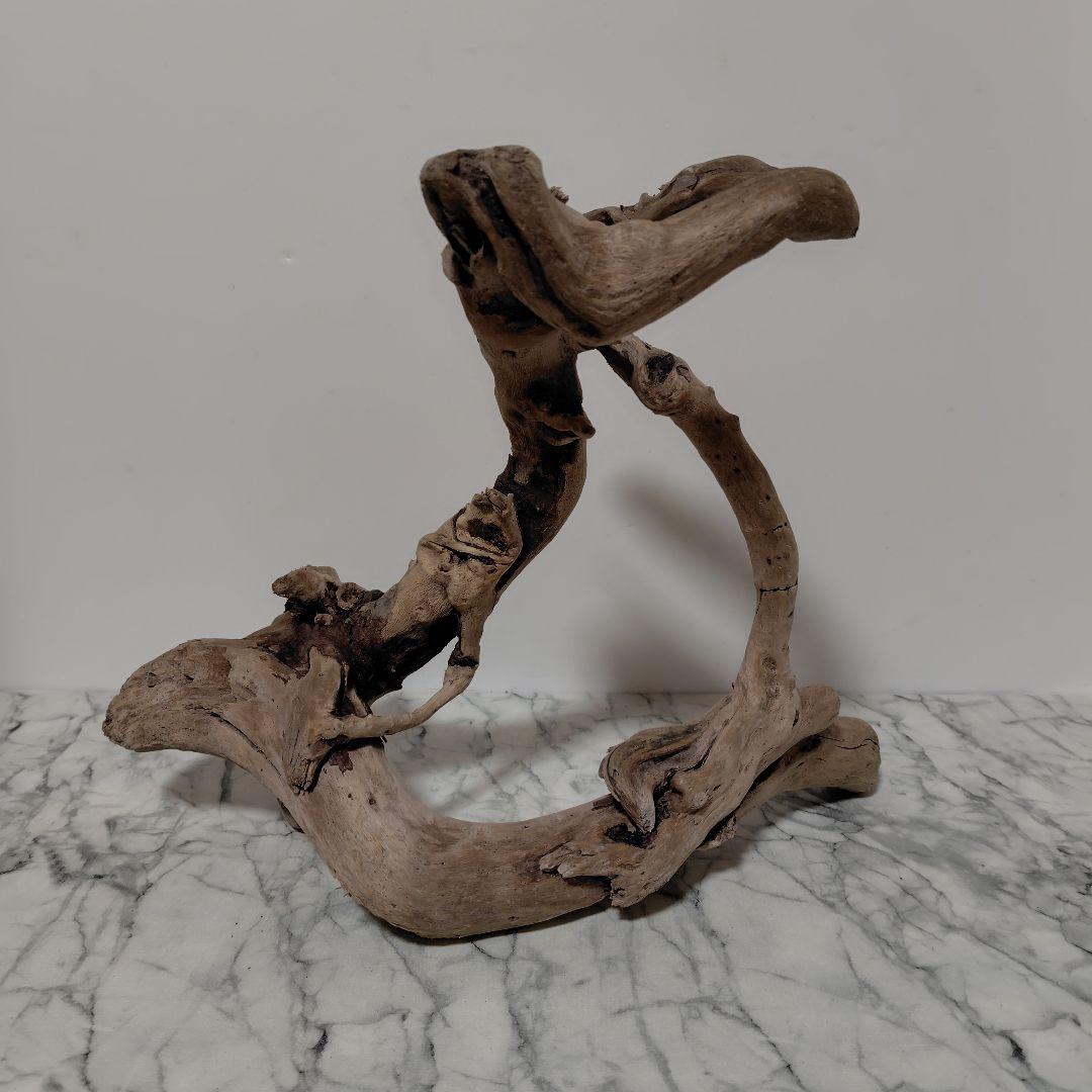 アク抜き済み流木【847】セール