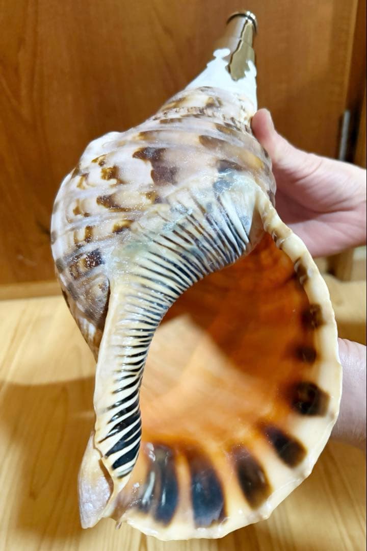 修験道法螺貝　山伏　密教　魔除け　熊よけ❣️ほら貝　ホラガイ