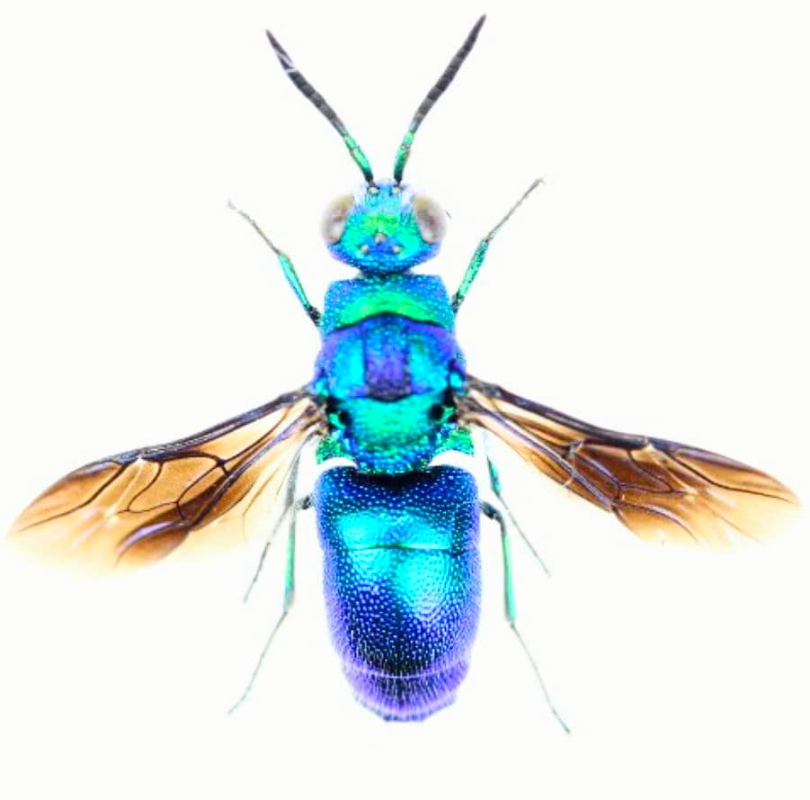 クロバネセイボウ　３５ミリ