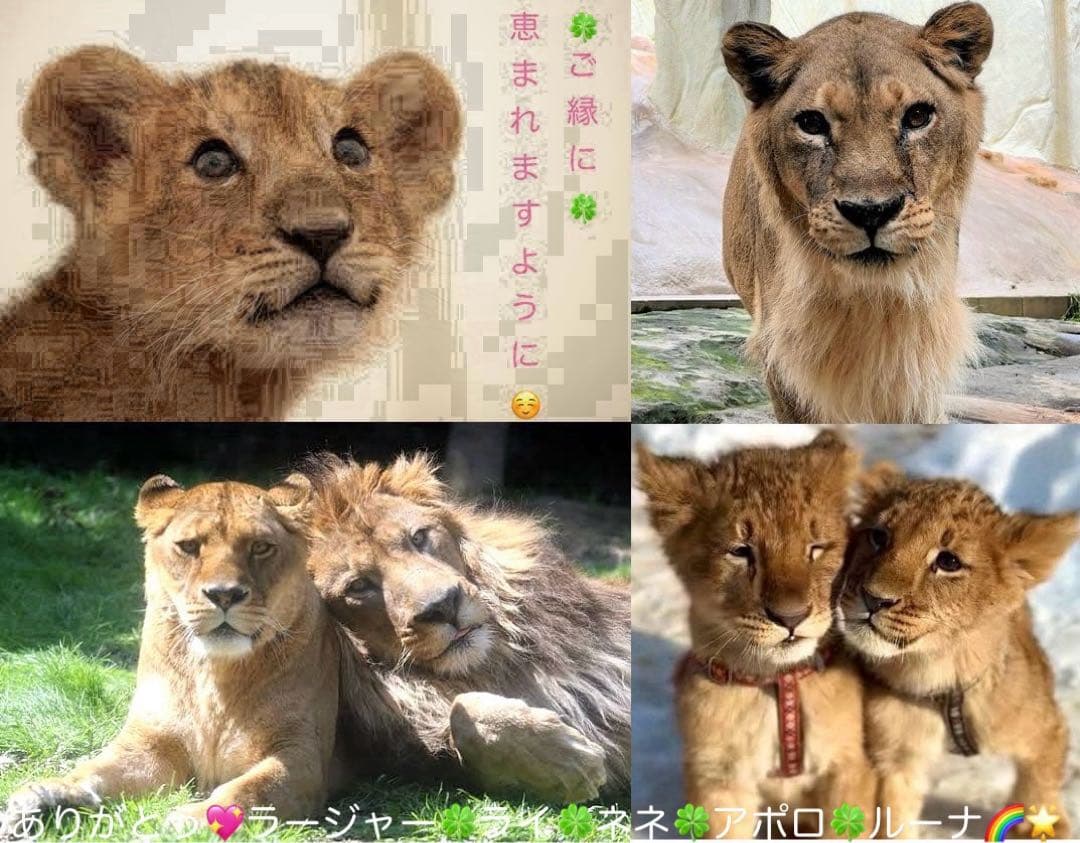 クリアファイル 珈琲貴族