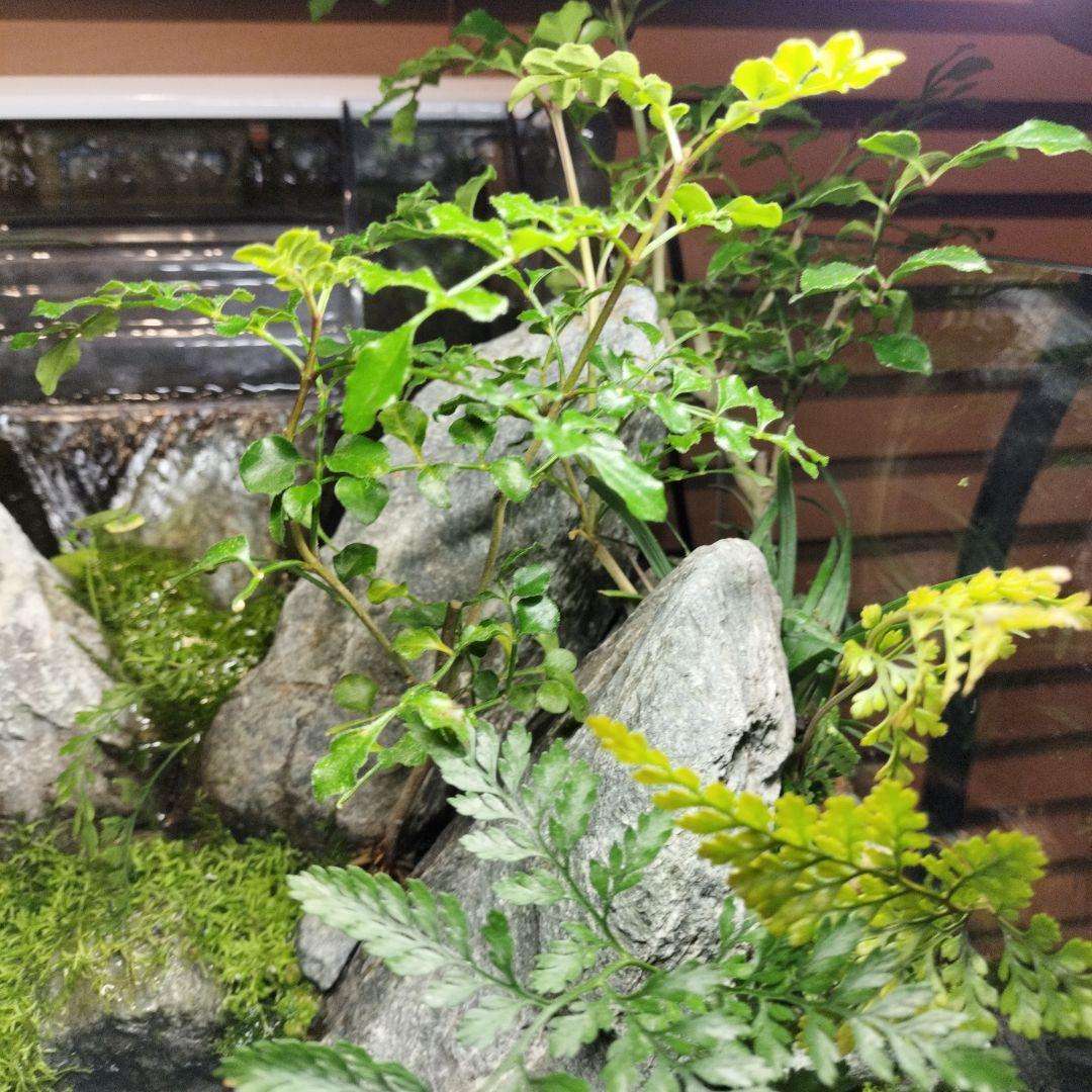 【アクアテラリウム完成品】渓流アクアリウム＋テラリウム30cmキューブ水槽