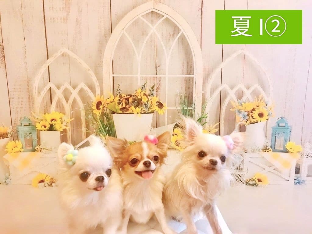 背景布×7+1　ペット撮影用フォトブース　トリミングチョーカー販売中　夏、秋、冬