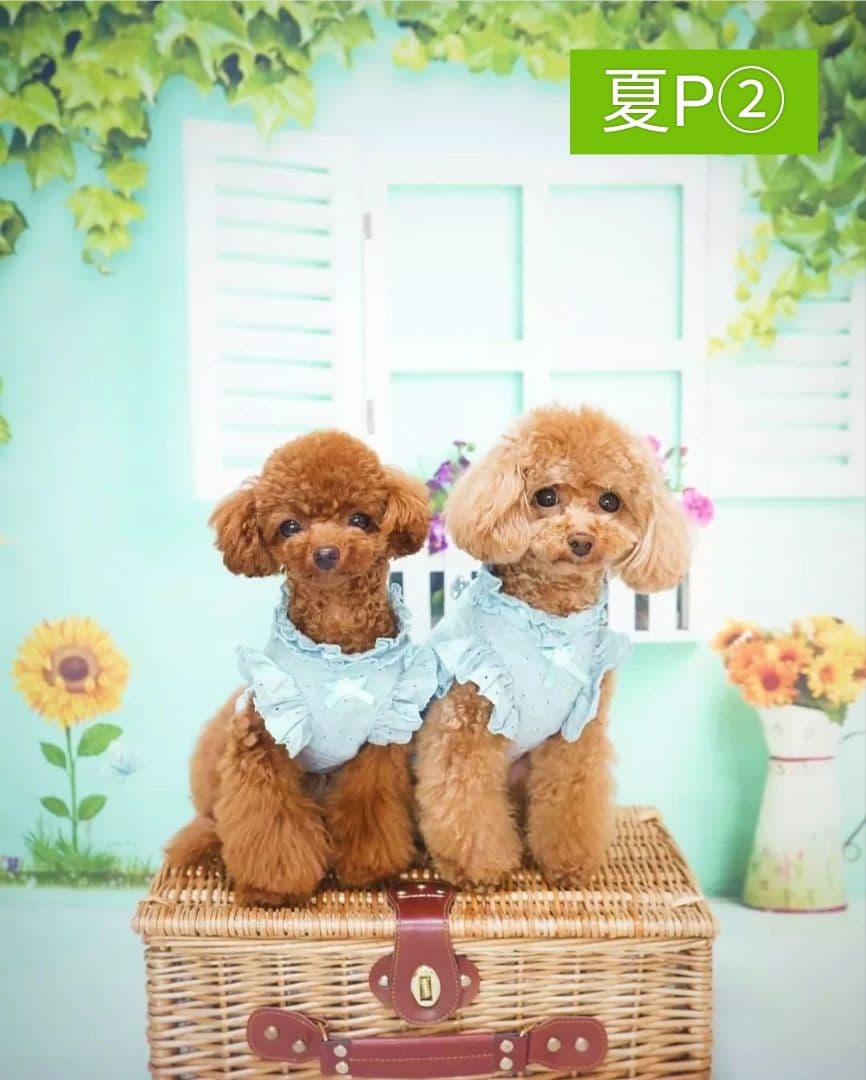 背景布×7+1　ペット撮影用フォトブース　トリミングチョーカー販売中　夏、秋、冬