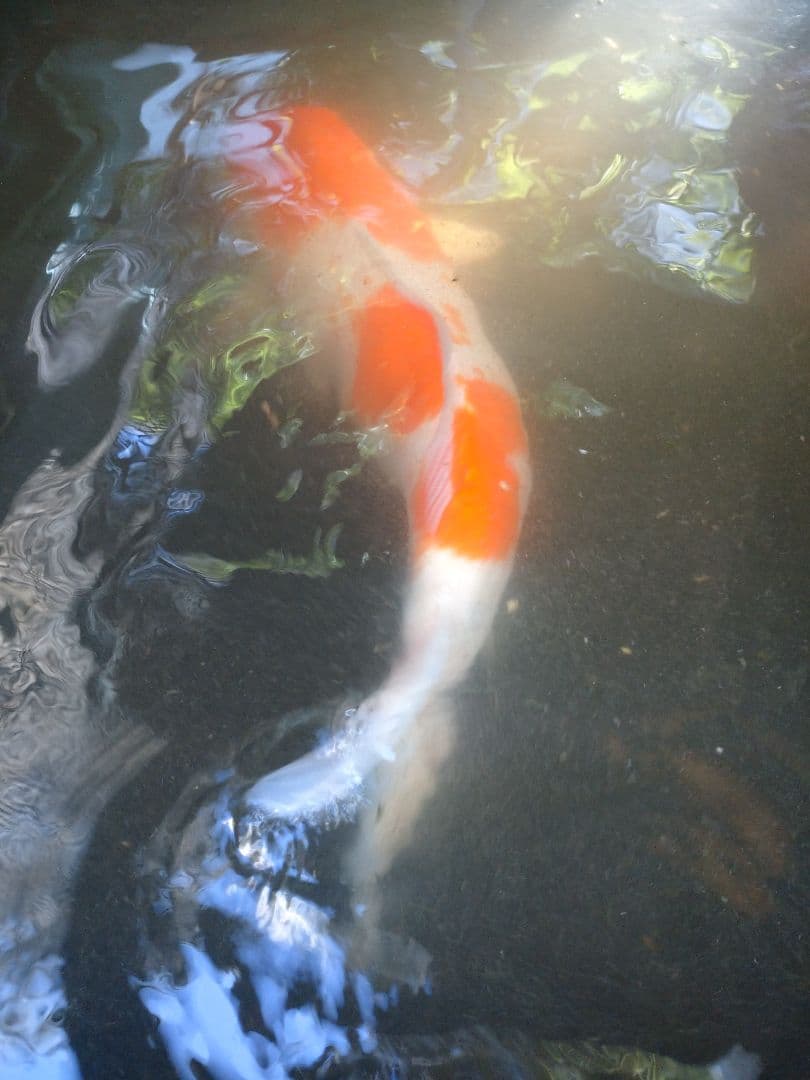 大特価‼️ 最終値下げ‼️ FRP水槽‼️引き取り限定‼️ 紅白約70cm‼️