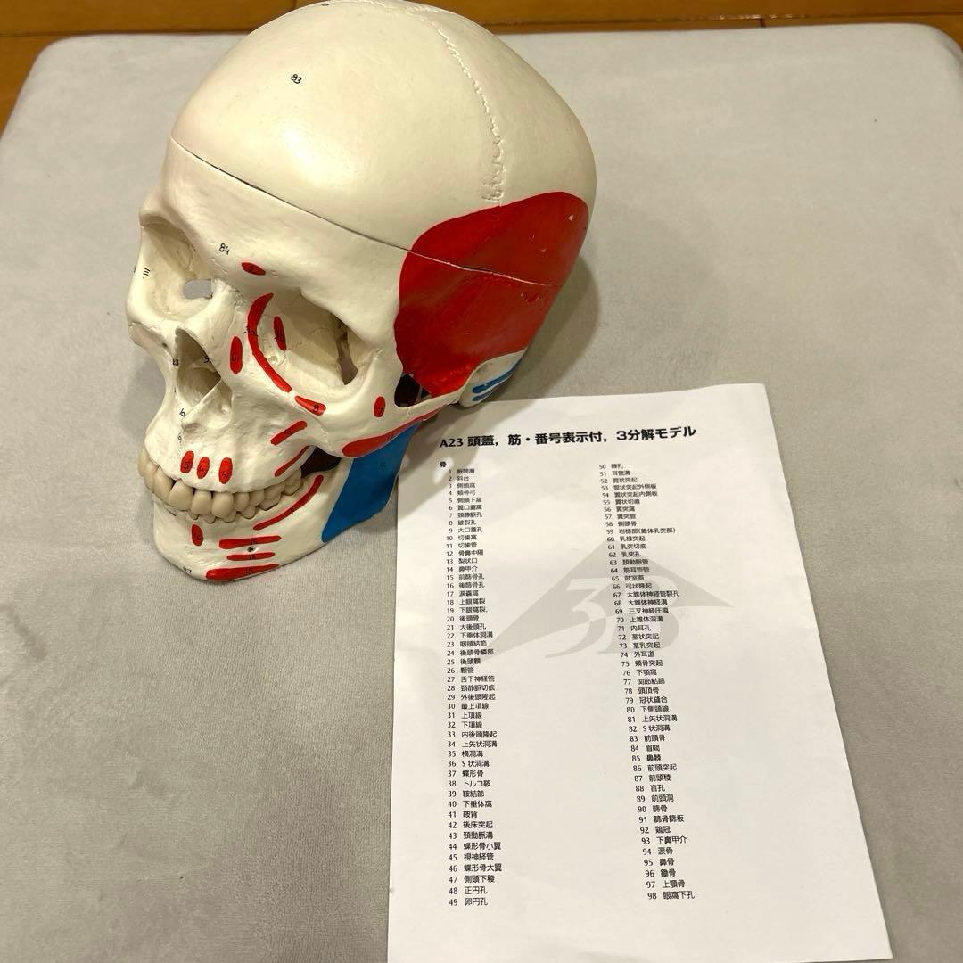 3B Scientific A23 頭蓋骨モデル