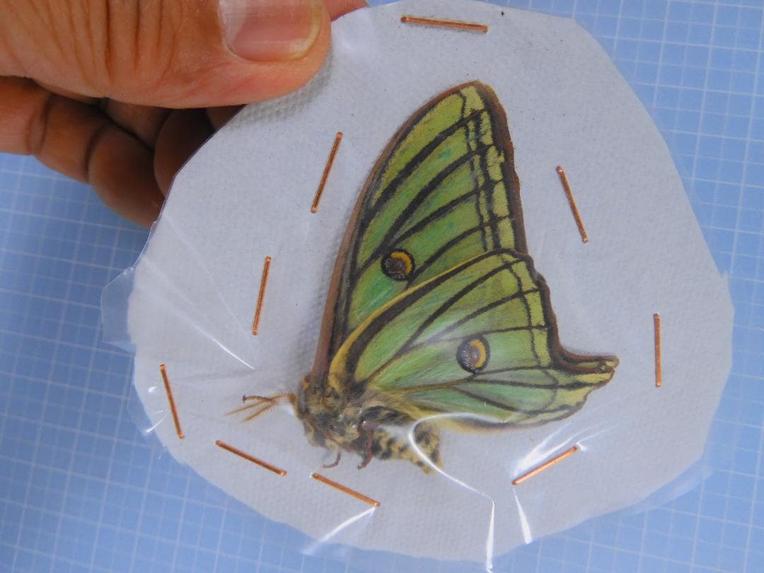 スペイン産　イザベラミズアオ　ペア　A-