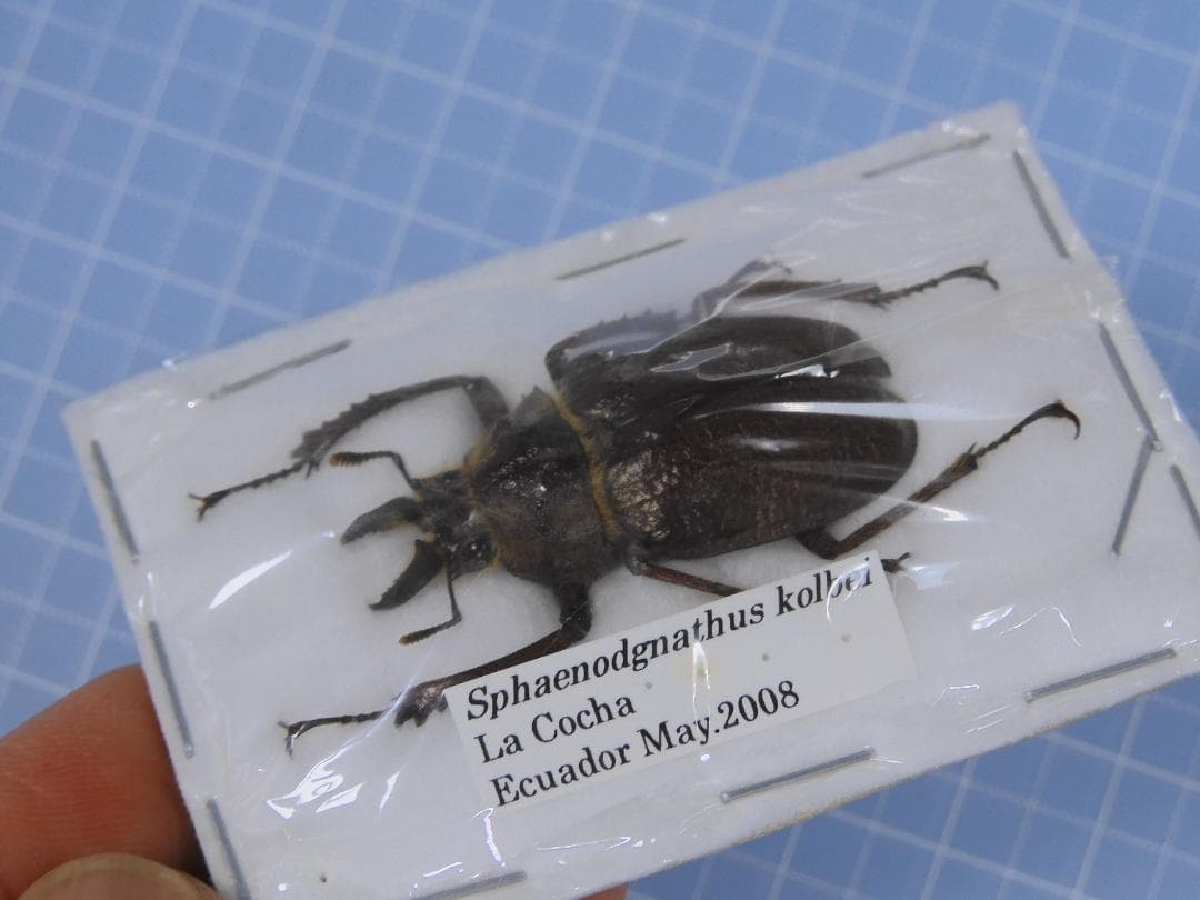 標本 Ecuador Sphaenognathus kolbei 34mm