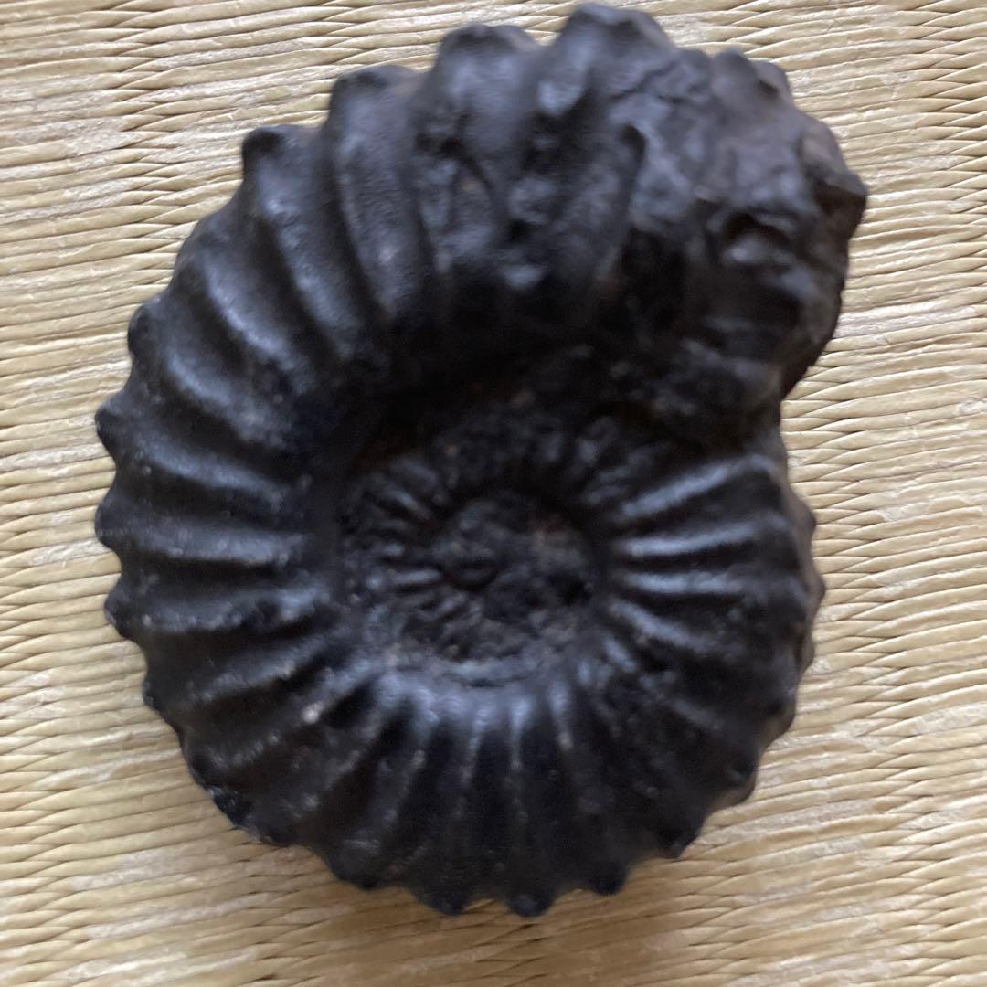 ペルー産　白亜紀リエリセラス腕足類　ブラックアンモナイト