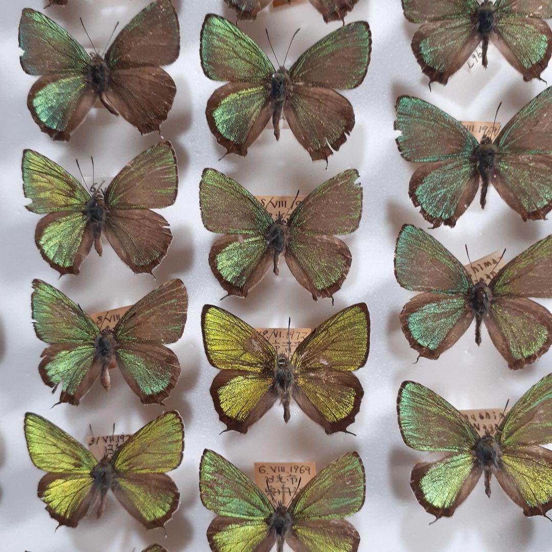 蝶標本　ゼフィルス及びセセリチョウ科22種。大型ドイツ標本箱二箱入りセット
