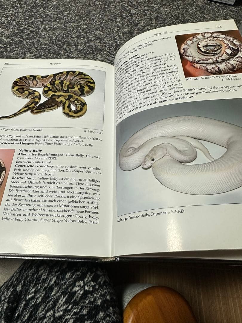 pychon regius ボールパイソン図鑑