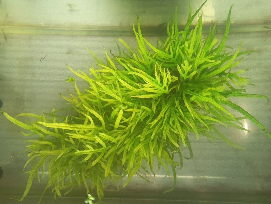 ミクロソリウムsp.パプアニューギニア　流木活着